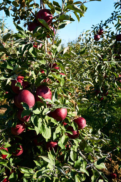 Mooie grote rode appel hangt aan de appelboom - Foto, afbeelding