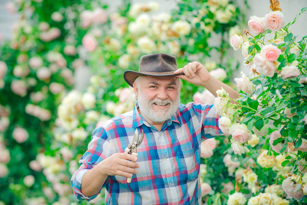 Gardening hobby. Gardener cutting flowers in his garden. Flower care and watering. Bearded man farmer in the park with countryside background. - Zdjęcie, obraz