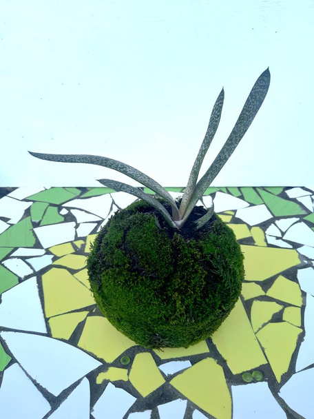 Λουλούδι Kokedama σε μια ζωντανή κατσαρόλα με βρύα. Διακόσμηση - Φωτογραφία, εικόνα