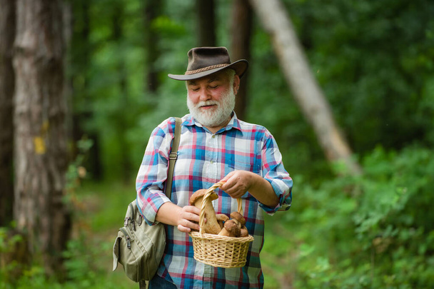 Senior picking wild berries and mushrooms in national park forest. Mushroom picker. Grandfather. - Fotó, kép