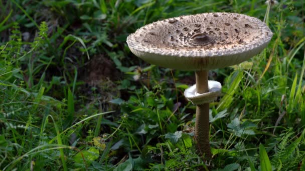 Man touches with hand Large Parasol Mushrom-(Macrolepiota procera) - Footage, Video