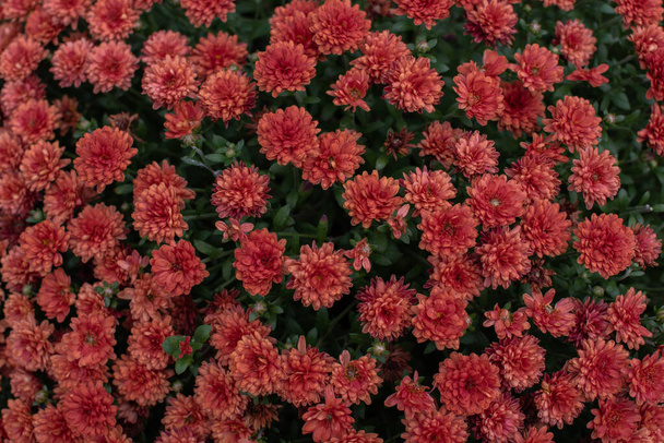 Fleuristes Daisy Chrysanthemum morifolium dans le jardin
 - Photo, image