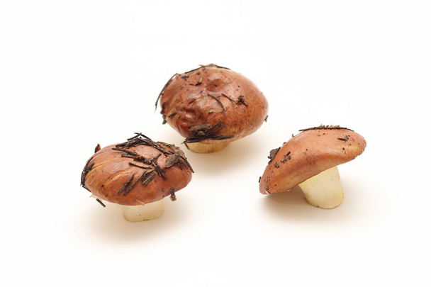 Three dirty, unpeeled standing on tube Suillus mushrooms isolated on a white background. Selective focus. - Photo, Image