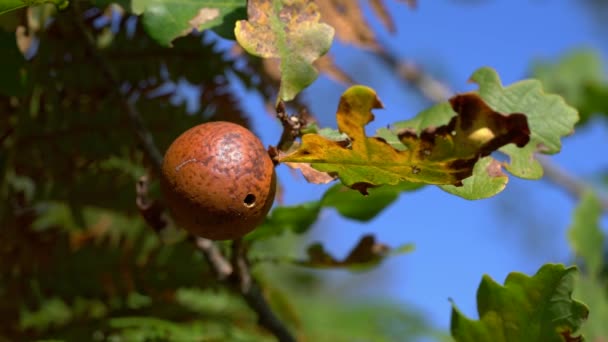 Gall on an Oak tree caused by a wasp larva Cherry gall (Diplolepis quercusfolii) - Felvétel, videó