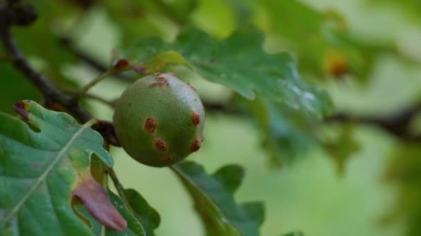 Gall caused by the oak apple wasp (Biorhiza pallida) - Materiał filmowy, wideo