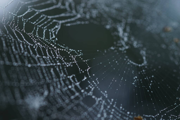 Ιστός αράχνης σε σταγόνες βροχής, εικόνα μακροεντολής - Φωτογραφία, εικόνα