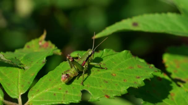 grüne Heuschrecke beobachtet auf Brombeerblatt - Filmmaterial, Video