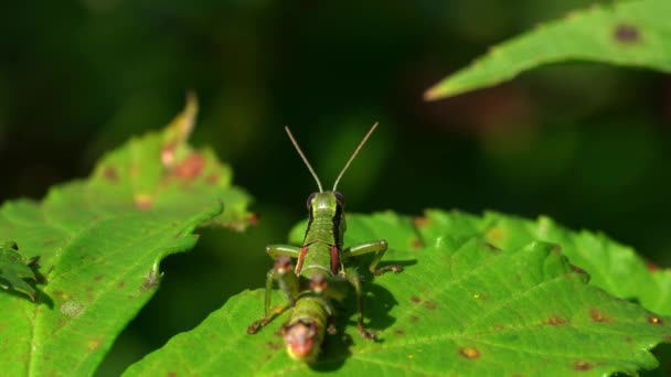 grüne Heuschrecke beobachtet auf Brombeerblatt - Filmmaterial, Video