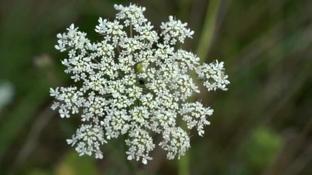 weiße Blume wilde Möhre auf leichte Brise (daucus carota) - Filmmaterial, Video