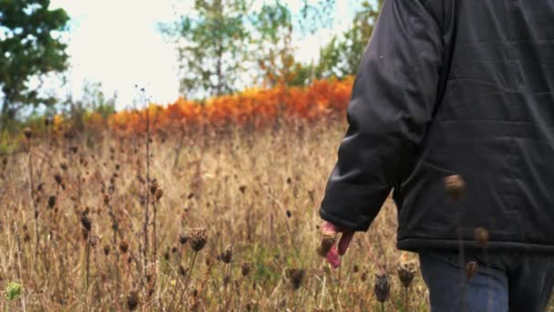 Восени людина проходить через поле сухих квітів Дика морква (Daucus carota).) - Кадри, відео