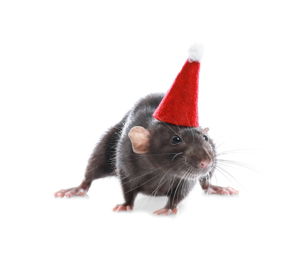 Cute little rat in Santa hat on white background. Chinese New Year symbol - Zdjęcie, obraz