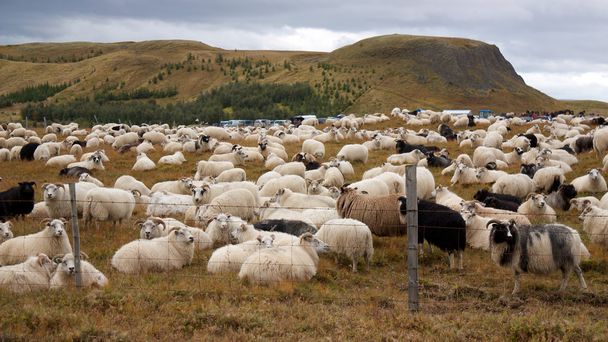 grote kudde schapen - Foto, afbeelding
