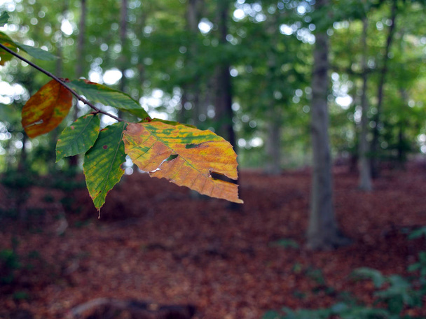 Fall Season woods backdrop - Foto, Imagem