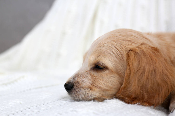 Cute English Cocker Spaniel puppy on soft plaid. Space for text - Photo, image