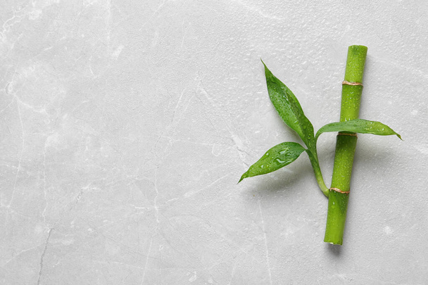 Green bamboo stem with leaves on light background, top view. Space for text - Fotoğraf, Görsel