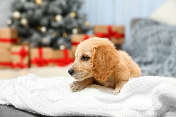 Adorable English Cocker Spaniel puppy on warm blanket indoors. Winter season - Foto, immagini