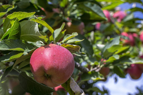 Крупный план яблока на яблоне
 - Фото, изображение