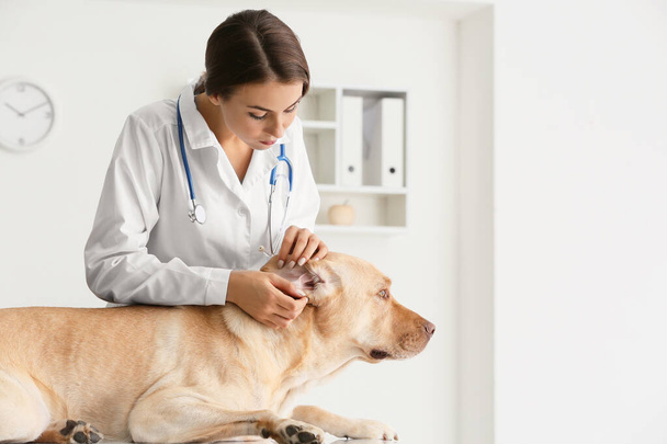 Κτηνίατρος εξέταση χαριτωμένο σκυλί στην κλινική - Φωτογραφία, εικόνα