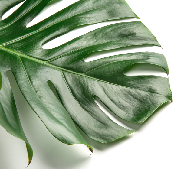 白に隔離された緑の熱帯の葉 - 写真・画像