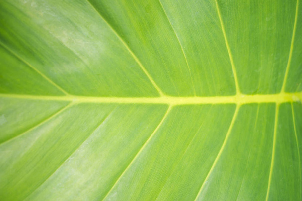 Textura de hojas frescas y verdes. Concepto de naturaleza
. - Foto, Imagen