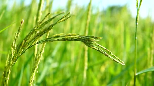 Zelená jasmínová rýže na poli - Záběry, video