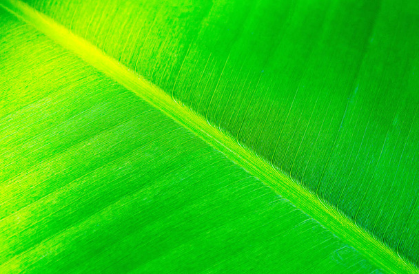 Texture de la feuille de banane verte fraîche
. - Photo, image