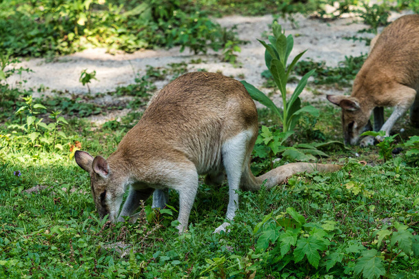 The agile wallaby, Macropus agilis also known as the sandy wallaby - Photo, Image
