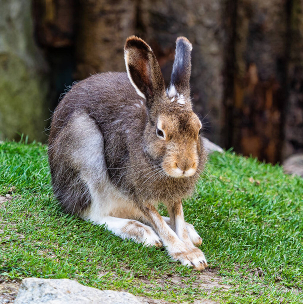 Горный заяц, Lepus timidus, также известный как белый заяц
. - Фото, изображение