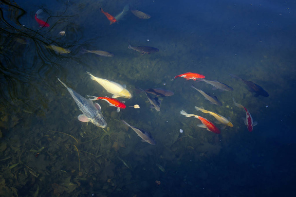 shoal of colorful koi carp fish - Zdjęcie, obraz