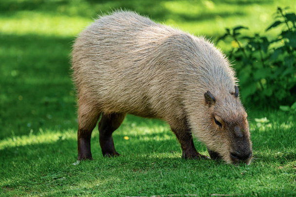 Capybara, Υδρόχορος υδροτσίδα βόσκουν σε φρέσκο πράσινο γρασίδι - Φωτογραφία, εικόνα