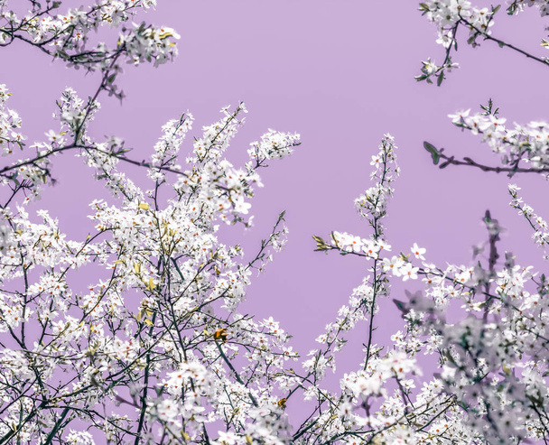 Arte abstracto floral sobre fondo púrpura, flores de cerezo vintage
 - Foto, imagen