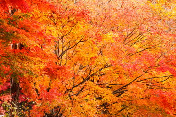 Herbst-Ahornwald - Foto, Bild