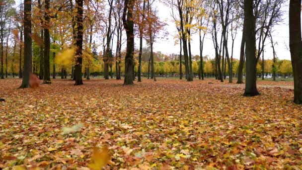 Fallendes Laub im Herbstwald, Zeitlupe - Filmmaterial, Video