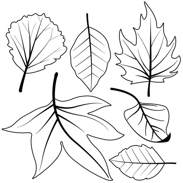 Dry autumn leaves. Vector black and white coloring page - Vector, Image