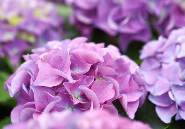 fioletowy hortensja kwiat - Zdjęcie, obraz