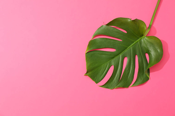 Green monstera on pink background, space for text - Fotó, kép