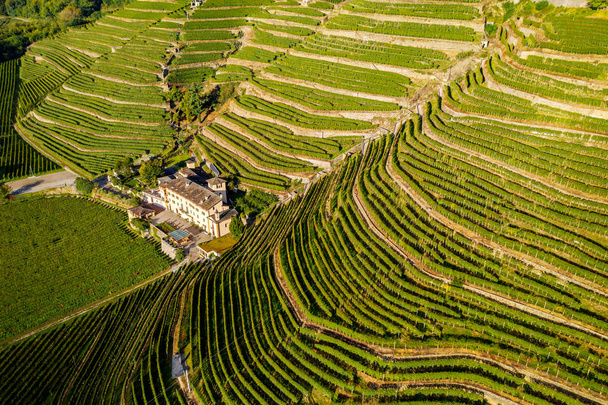 Valtellina (It) - Bianzone - Uitzicht vanuit de lucht op de wijngaarden van Nebbiolo - Foto, afbeelding