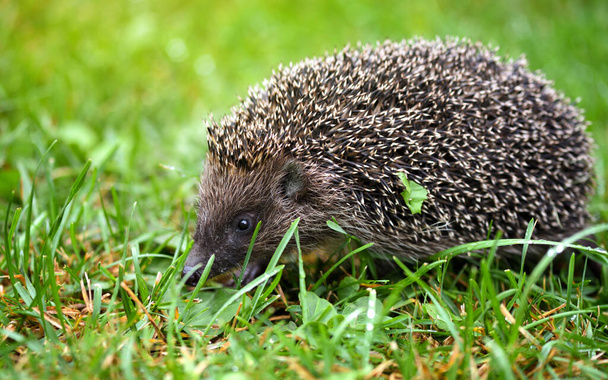 Hedgehog, (Nome científico: Erinaceus europaeus) selvagem, nativo
 - Foto, Imagem