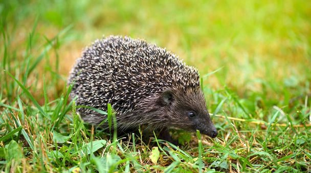 Hedgehog, (Nome científico: Erinaceus europaeus) selvagem, nativo
 - Foto, Imagem