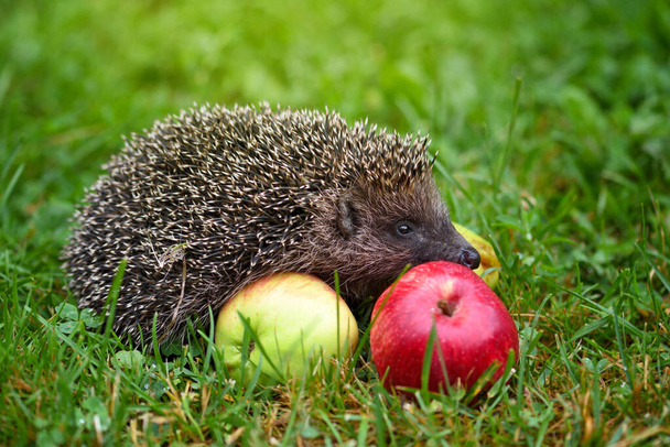 Hedgehog (Erinaceus Europaeus) на зеленій траві біля яблук. - Фото, зображення