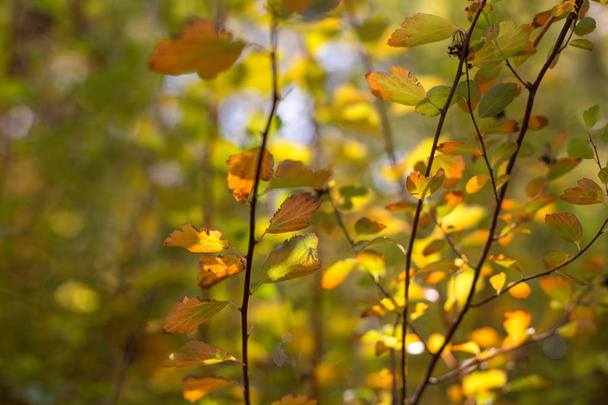 Kuvankaunis tausta kasveja syksyllä puistossa. Sitä voidaan käyttää luovuutta tai sulkemalla vempaimia
. - Valokuva, kuva