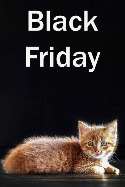 image of a cat on a black background, approaching black Friday, sale and discount on everything. - Foto, Imagem