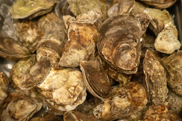 shellfish clams on display for sale after harvest - Photo, Image