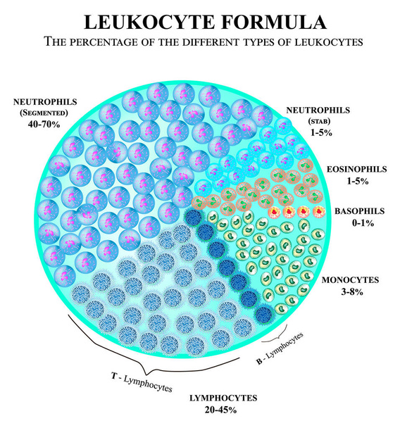 The percentage of different types of white blood cells. Leukocyte formula. Neutrophils, monocytes, lymphocytes, eosinophils, basophils. Cell killers. Immunity Helper Cells. Infographics. Vector. - Vector, Image