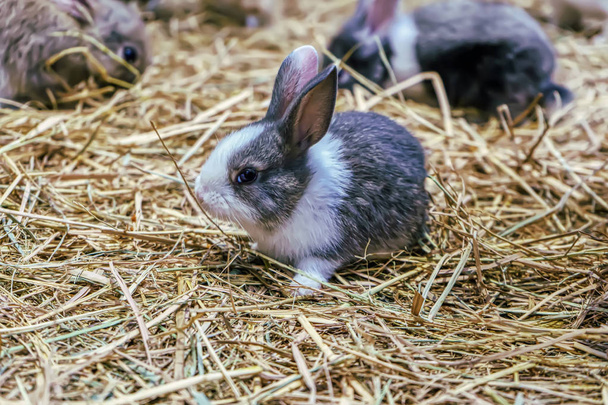 Rabbits are small mammals - Photo, Image