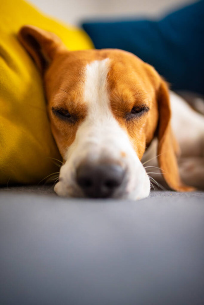 Beagle σκυλί κουρασμένος κοιμάται σε ένα άνετο καναπέ. Αξιολάτρευτο σκυλίσιο υπόβαθρο - Φωτογραφία, εικόνα