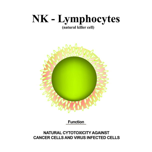 Struttura dei linfociti NK. Le funzioni dei linfociti NK. Cellule di aiuto all'immunità. Infografica. Illustrazione vettoriale su sfondo isolato
. - Vettoriali, immagini