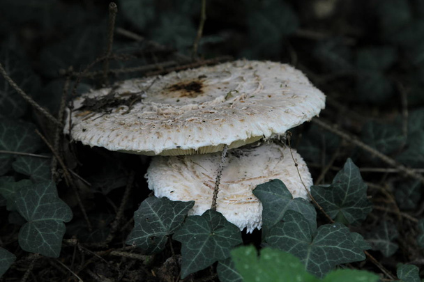 Macrolepiota procera, парасольковий гриб.. - Фото, зображення