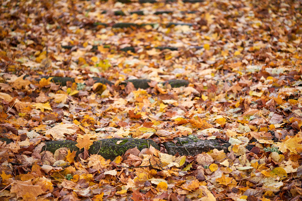 Kuru kahverengi yapraklardan sonbahar halısı. Arka planda kal. Sonbahar Lea - Fotoğraf, Görsel