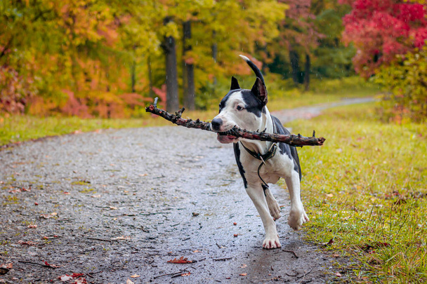 Amstaff koira kävelyllä syksyllä puistossa päivällä
 - Valokuva, kuva